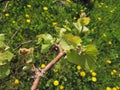 Grape vine in the spring time, sunny day Royalty Free Stock Photo