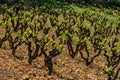 Grape vine steam. Landscape with vineyards Royalty Free Stock Photo