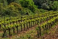 Grape vine steam. Landscape with vineyards Royalty Free Stock Photo