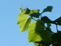 Grape vine stretches to the sky
