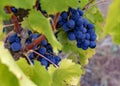 Grape vine of the Tempranillo. Royalty Free Stock Photo