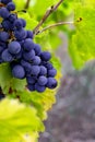 Grape vine of the Tempranillo. Royalty Free Stock Photo