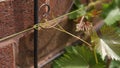 Grape vine tendril wrapped around a wire Royalty Free Stock Photo