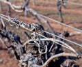 Grape Vine Tendrils on Trellis. Royalty Free Stock Photo