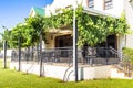 Grape vine on a trellis exterior verandah of building Royalty Free Stock Photo