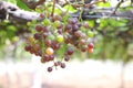 Grape Vine on vineyard