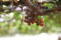 Grape Vine on vineyard