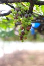 Grape Vine on vineyard