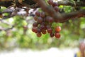 Grape Vine on vineyard