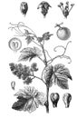 Grape vine Vitis vinifera old Antique illustration from Brockhaus Konversations-Lexikon 1908