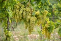 Grape vines in Balaton wine region, Hungary