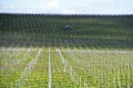 Grape vines being prepared for growing in Australia with farming tractor, clouds, shadows and sky in the background.