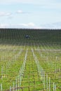 Grape vines being prepared for growing in Australia with farming tractor, clouds, shadows and sky in the background.