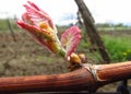 Grape vines blooming. Springtime in vineyard. Macro Royalty Free Stock Photo