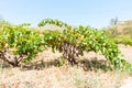 Grape vines with blue ripe grapes just out Alcalali, Costa Blanca Spain Royalty Free Stock Photo