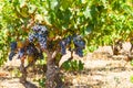 Grape vines with blue ripe grapes just out Alcalali, Costa Blanca Spain Royalty Free Stock Photo