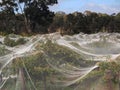 Grape Vines Covered with Bird Netting Royalty Free Stock Photo