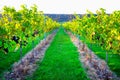 Grape vines in an engish vineyard