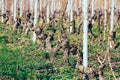 Grape vines freshly pruned