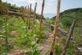Grape Vines growing on hillside slopes of Cinque Terre, Italy Royalty Free Stock Photo
