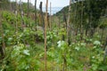 Grape Vines growing on hillside slopes of Cinque Terre, Italy Royalty Free Stock Photo
