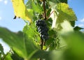 Grape vines at harvest time Royalty Free Stock Photo