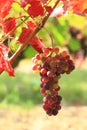 Grape vines at harvest time Royalty Free Stock Photo