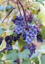Grape vines at harvest time Royalty Free Stock Photo