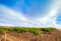 Grape vines with hay field Royalty Free Stock Photo