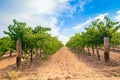 Grape vines with hay field Royalty Free Stock Photo