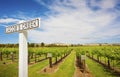 Grape Vines at Jacobs Creek Winery Royalty Free Stock Photo