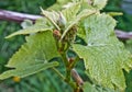 Grape vines leaves Royalty Free Stock Photo