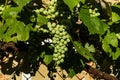 Grape vines, leaves and fruit in the morning dew Royalty Free Stock Photo