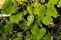 Grape vines, leaves and fruit in the morning sun Royalty Free Stock Photo