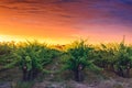 Grape vines in McLaren Vale at sunset Royalty Free Stock Photo