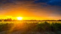 Grape vines in McLaren Vale at sunset Royalty Free Stock Photo