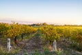 Grape vines in McLaren Vale at sunset Royalty Free Stock Photo