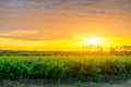 Grape vines in McLaren Vale at sunset Royalty Free Stock Photo