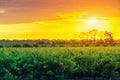 Grape vines in McLaren Vale at sunset Royalty Free Stock Photo