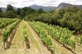 Grape vines, Montague, Route 62, South Africa