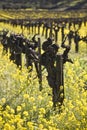 Grape Vines and Mustard Flowers, Napa Valley Royalty Free Stock Photo