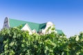 Grape vines near Paarl with Cape Dutch style house close up in Western Cape South Africa - Image Royalty Free Stock Photo