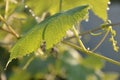 Perfect grape leaf with dew drops sparkling in the early day sun.