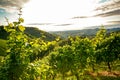 Grape vines in an old vineyard in the tuscany winegrowing area, Italy Royalty Free Stock Photo