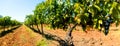 Grape Vines Panorama Royalty Free Stock Photo