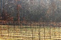 Grape vines of pilot mountain Royalty Free Stock Photo