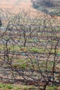 Grape vines of pilot mountain Royalty Free Stock Photo