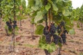 Grape vines by rows with clusters of ripe black blue grape berries. .The St. Clara Vineyard
