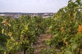Grape vines by rows with clusters of ripe yellow white grape berries - Vineyard of The St. Clara