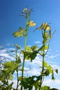 Grape Vines Skyward Reach